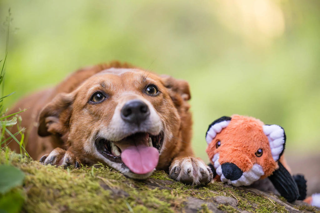 A brown medium-sized dog lying down next to its favorite plush toy, looking relaxed and content in a cozy, warm setting